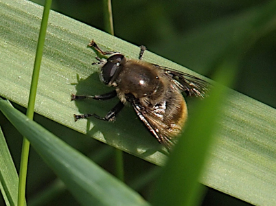 [A top down view of a fly perched on a leaf of grass facing the upper left. It has a brown and tan striped body with clear wings. Four legs are visible as are the large eyes and the things protruding from the front of the head.]